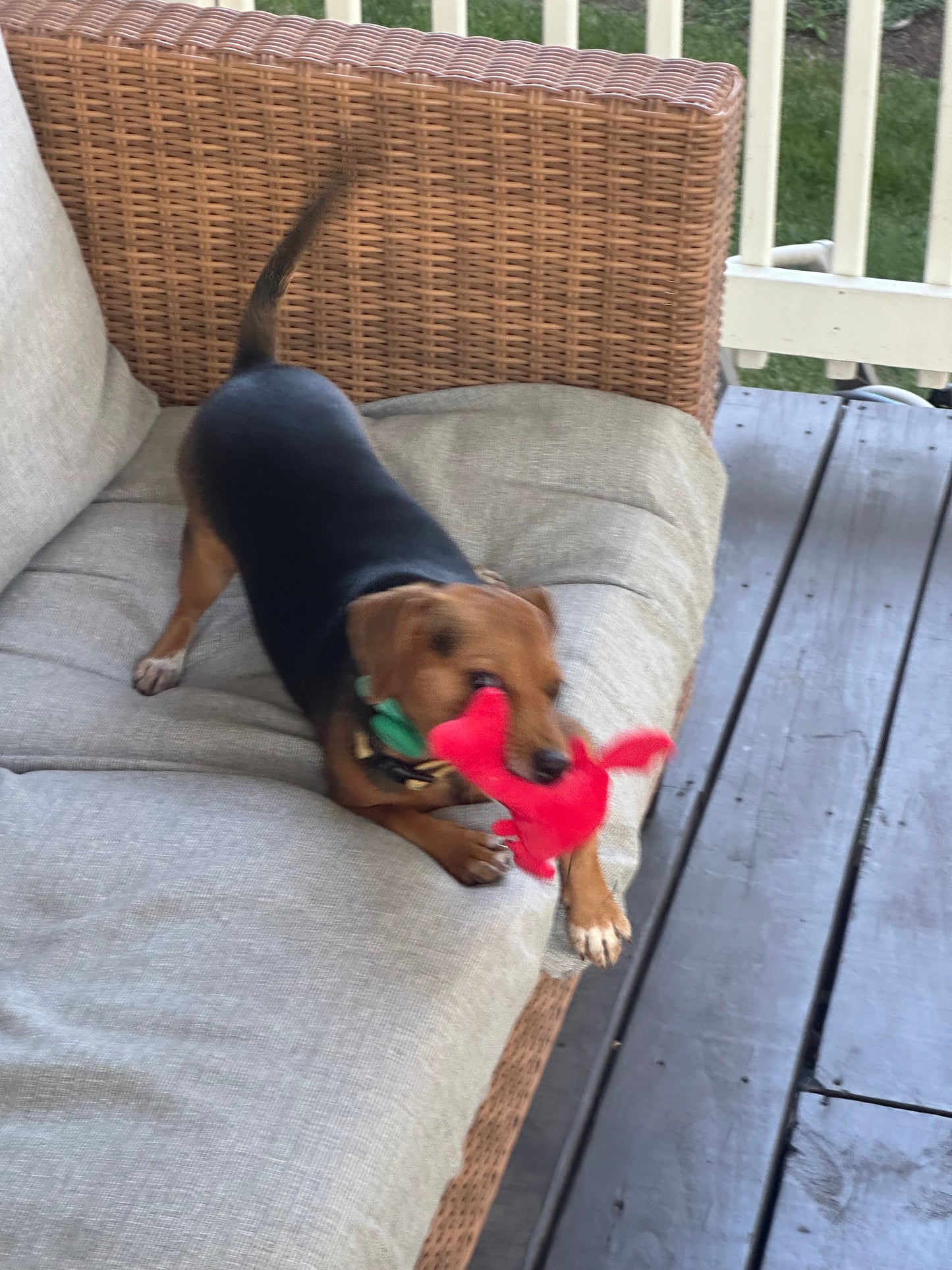 Small Dog/Cat Toy (Lobster)