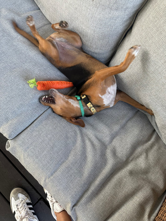 Small Dog/Cat Toy (Carrot)