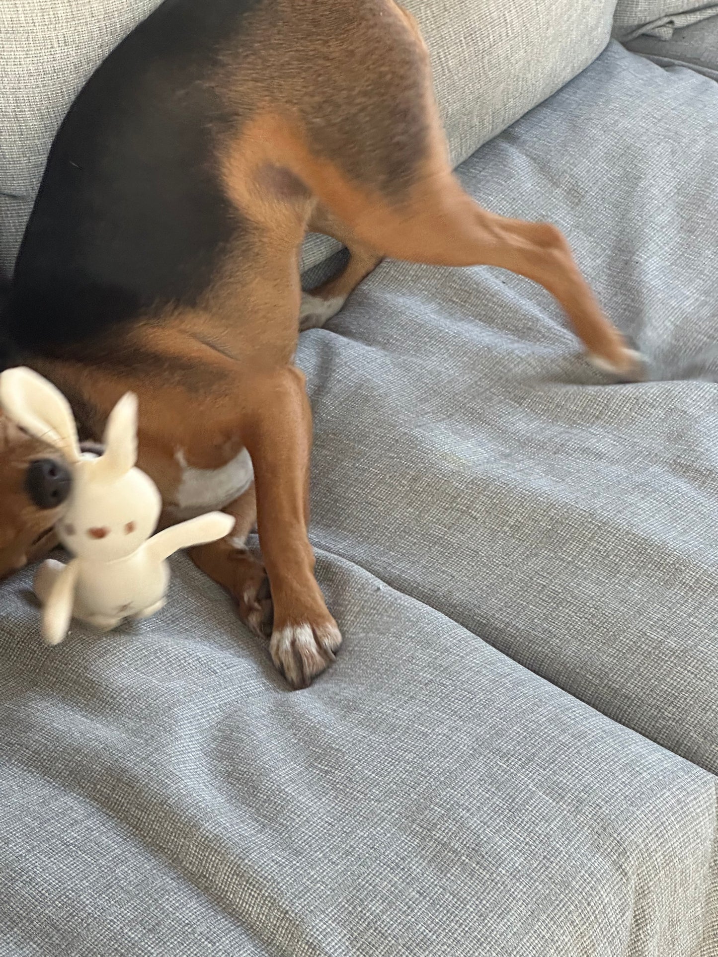 Small Dog Toy (Bunny)