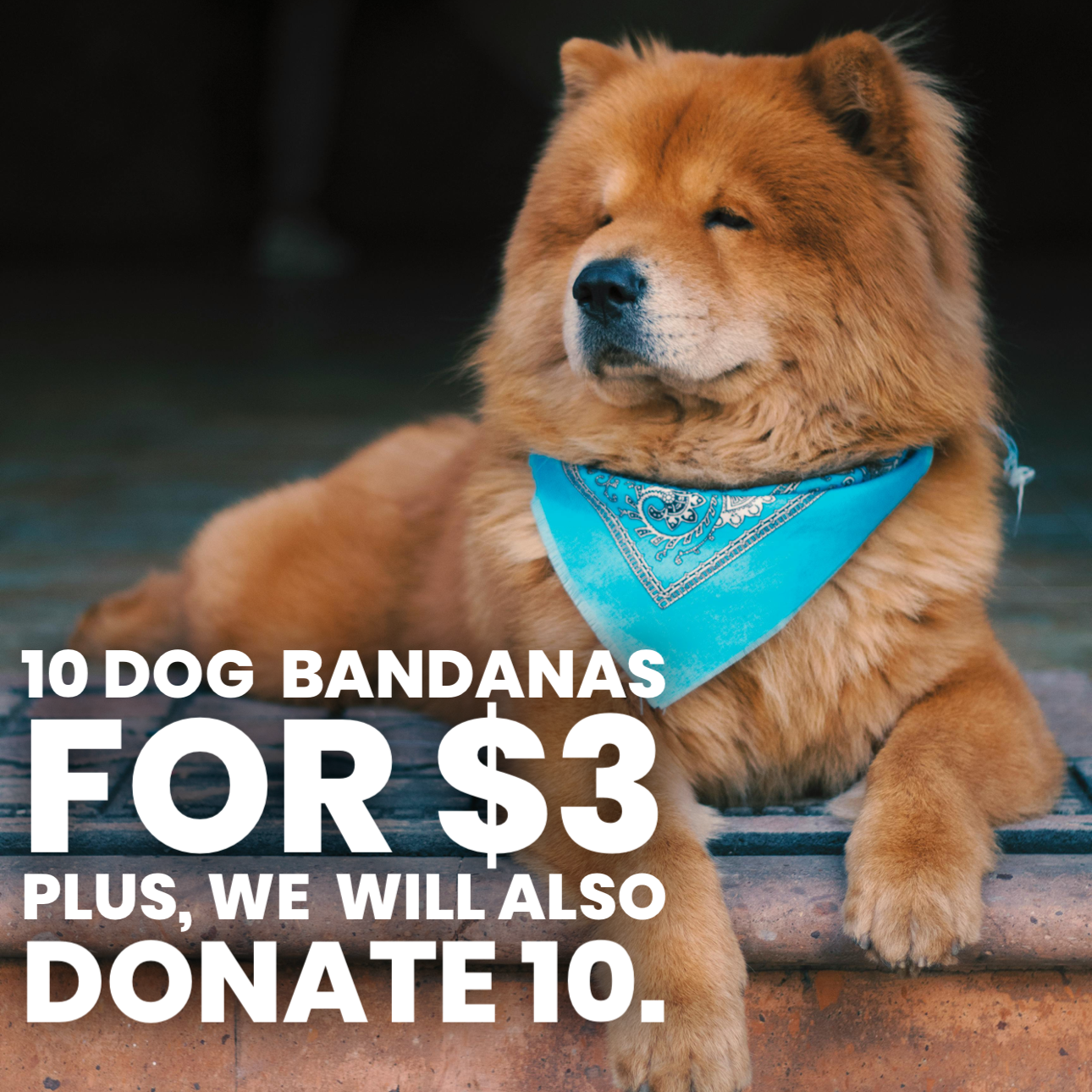 Donation Drive For Melissa's Second Chances/Heart of America Humane Society - Dog Bandanas